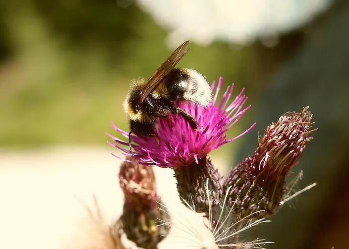 Familienwanderhof Eggeler Séjour à la ferme Liesing